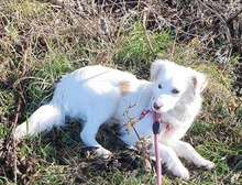 LEDA, Hund, Mischlingshund in Bulgarien - Bild 1