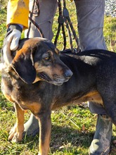 HILDA, Hund, Mischlingshund in Bulgarien - Bild 4