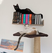 LAILA, Katze, Europäisch Kurzhaar in Berlin - Bild 3