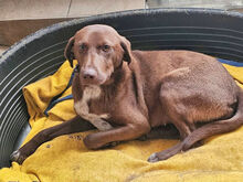 CAMPANELLINA, Hund, Mischlingshund in Italien - Bild 10