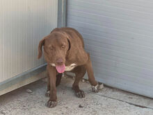 CAMPANELLINA, Hund, Mischlingshund in Italien - Bild 6