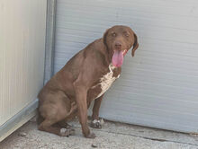 CAMPANELLINA, Hund, Mischlingshund in Italien - Bild 7