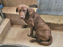 CAMPANELLINA, Hund, Mischlingshund in Italien - Bild 8
