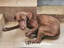 CAMPANELLINA, Hund, Mischlingshund in Italien - Bild 9