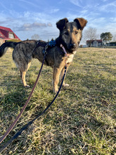 ROSA, Hund, Mischlingshund in Schönwalde-Glien - Bild 1