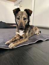 ROSA, Hund, Mischlingshund in Schönwalde-Glien - Bild 2