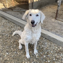 IVORY, Hund, Mischlingshund in Ungarn - Bild 2