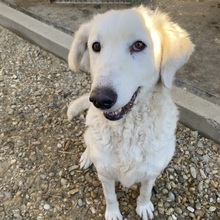 IVORY, Hund, Mischlingshund in Ungarn - Bild 3