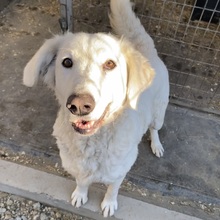 IVORY, Hund, Mischlingshund in Ungarn - Bild 4