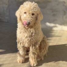 MANDOLA, Hund, Komondor in Ungarn - Bild 1