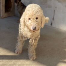 MANDOLA, Hund, Komondor in Ungarn - Bild 2