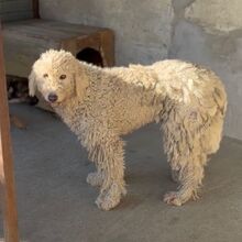 MANDOLA, Hund, Komondor in Ungarn - Bild 3