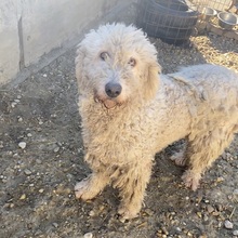 MANDOLA, Hund, Komondor in Ungarn - Bild 4