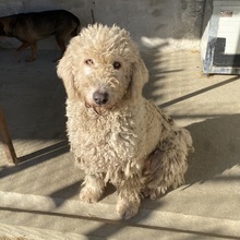 MANDOLA, Hund, Komondor in Ungarn - Bild 5