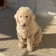 MANDOLA, Hund, Komondor in Ungarn - Bild 6