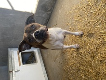 DAPHNE, Hund, Boxer-Mix in Ungarn - Bild 3