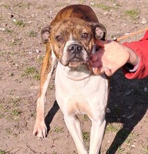 DAPHNE, Hund, Boxer-Mix in Ungarn - Bild 5