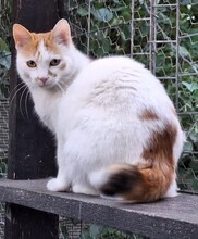 EMILY, Katze, Europäisch Kurzhaar in Rumänien - Bild 1