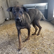 HIKAR, Hund, Mischlingshund in Ungarn - Bild 2