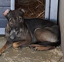 DANIJA, Hund, Mischlingshund in Ungarn - Bild 3