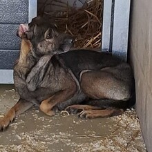 DANIJA, Hund, Mischlingshund in Ungarn - Bild 4