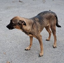 JOSA, Hund, Mischlingshund in Ungarn - Bild 2