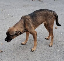 JOSA, Hund, Mischlingshund in Ungarn - Bild 3