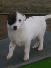 ROY, Hund, Mischlingshund in Bulgarien - Bild 12
