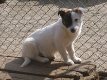 ROY, Hund, Mischlingshund in Bulgarien - Bild 2