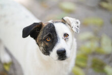 ROY, Hund, Mischlingshund in Mainz