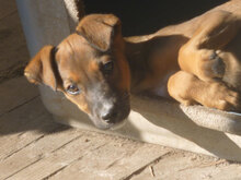 LAURA, Hund, Mischlingshund in Bulgarien - Bild 1