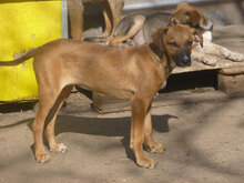 LAURA, Hund, Mischlingshund in Bulgarien - Bild 2