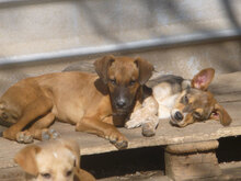 LAURA, Hund, Mischlingshund in Bulgarien - Bild 4