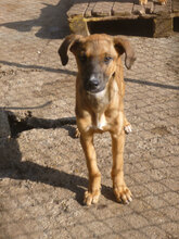 LAURA, Hund, Mischlingshund in Bulgarien - Bild 6