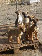 LAURA, Hund, Mischlingshund in Bulgarien - Bild 8