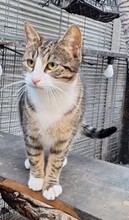 BIANCA, Katze, Europäisch Kurzhaar in Rumänien - Bild 2