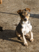 KALISI, Hund, Mischlingshund in Bulgarien - Bild 3