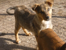 KINTO, Hund, Mischlingshund in Bulgarien - Bild 2