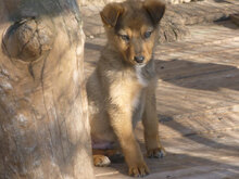 KINTO, Hund, Mischlingshund in Bulgarien - Bild 3