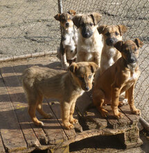 KINTO, Hund, Mischlingshund in Bulgarien - Bild 6