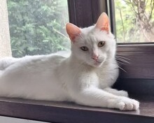 CASPER, Katze, Europäisch Kurzhaar in Rumänien - Bild 2