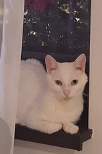 CASPER, Katze, Europäisch Kurzhaar in Rumänien - Bild 4