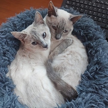 HIELO, Katze, Siam-Mix in Spanien - Bild 2