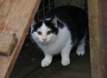 GUNTHER, Katze, Hauskatze in Großröhrsdorf - Bild 1