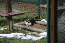 GUNTHER, Katze, Hauskatze in Großröhrsdorf - Bild 2