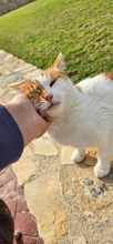 FLAKE, Katze, Europäisch Kurzhaar in Zypern - Bild 2