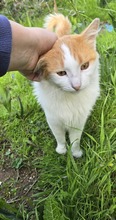 CASPER, Katze, Europäisch Kurzhaar in Zypern - Bild 3