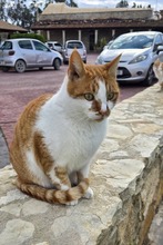 ALADAR, Katze, Europäisch Kurzhaar in Zypern - Bild 1