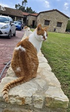 ALADAR, Katze, Europäisch Kurzhaar in Zypern - Bild 2