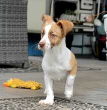 BONNIE, Hund, Jack Russell Terrier-Mix in Bulgarien - Bild 1